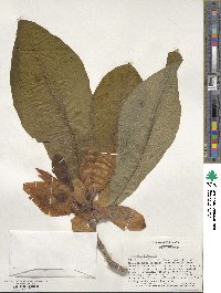 Magnolia tripetala image