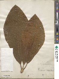 Magnolia tripetala image