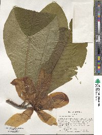 Magnolia tripetala image