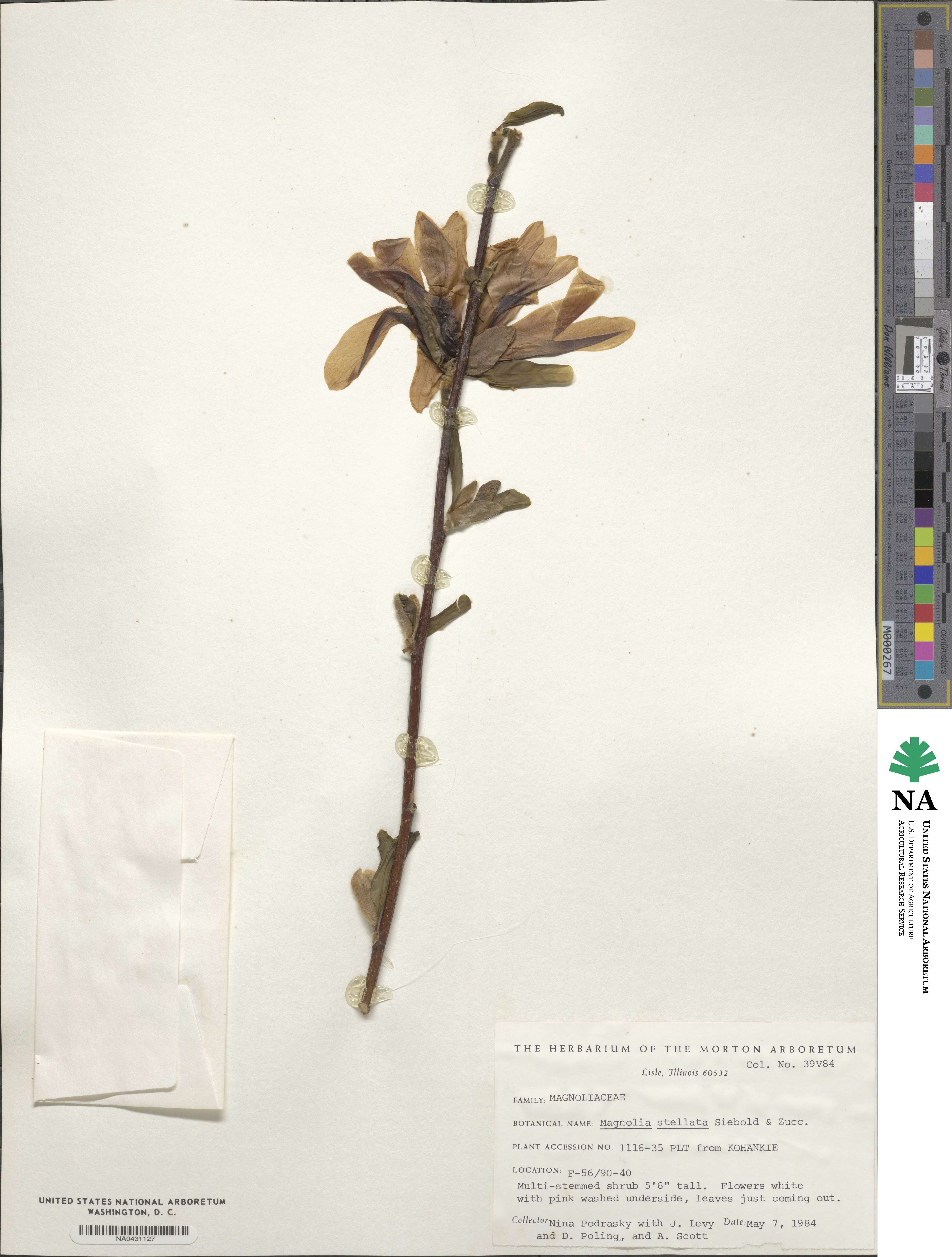 Magnolia image