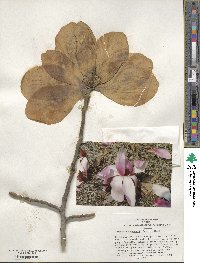 Magnolia sprengeri 'Diva' image