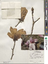 Magnolia sprengeri image