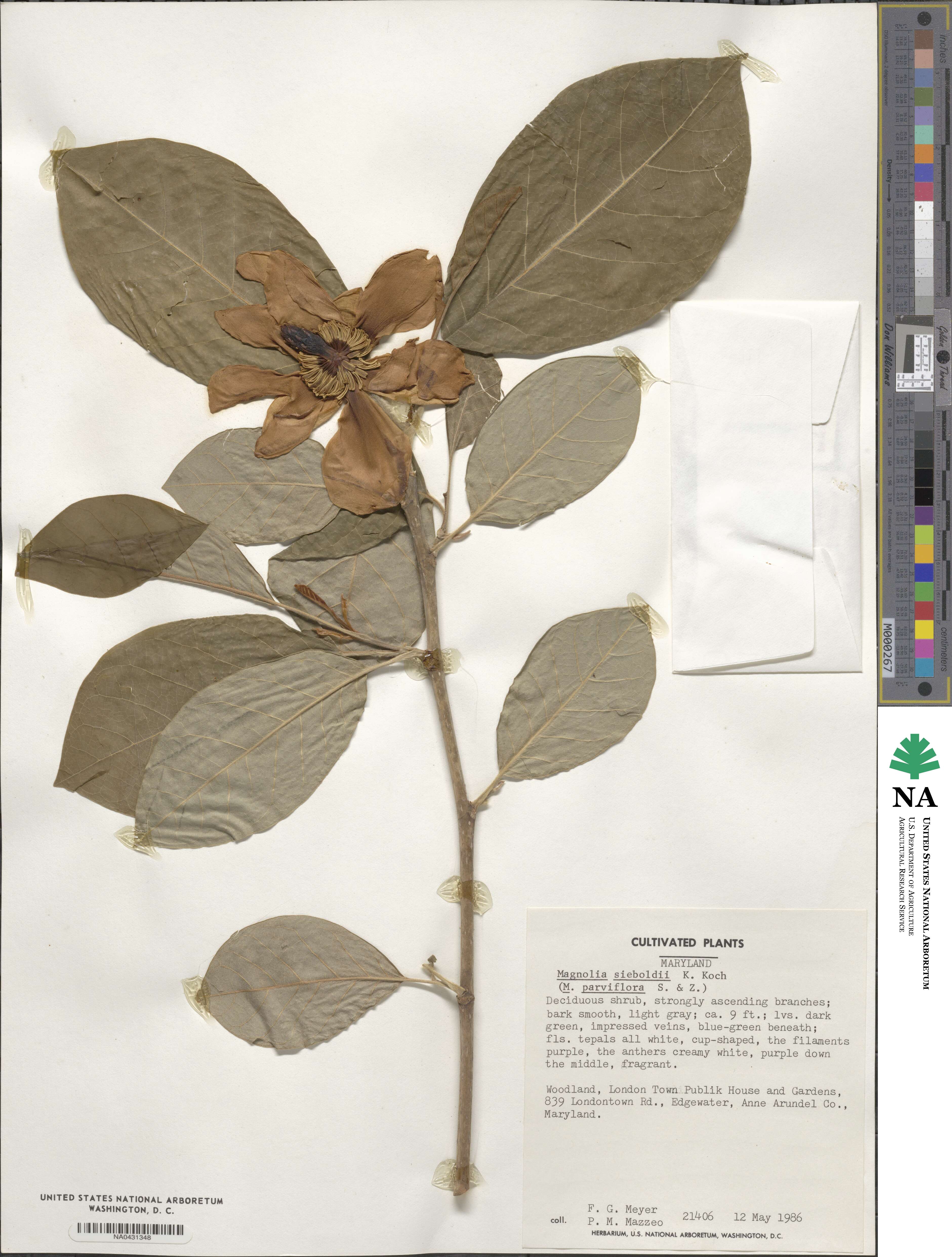 Magnolia sieboldii image