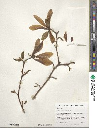 Magnolia salicifolia image