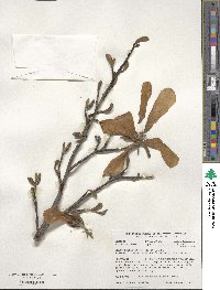 Magnolia salicifolia image