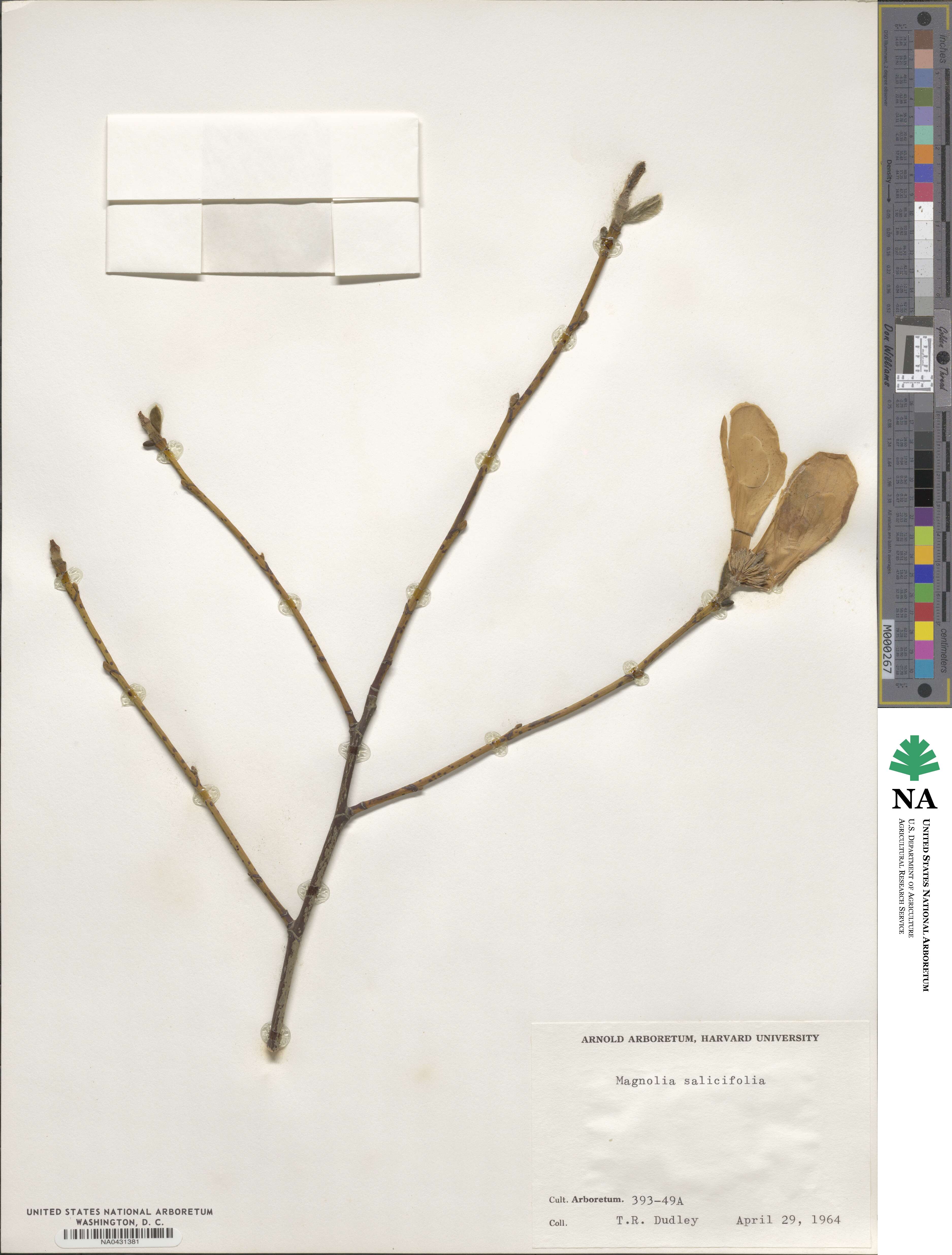 Magnolia salicifolia image