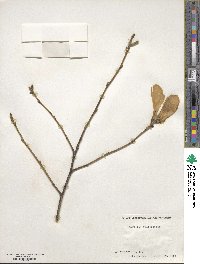 Magnolia salicifolia image