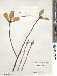 Magnolia salicifolia image