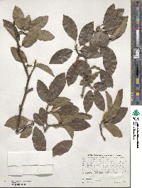 Magnolia salicifolia image