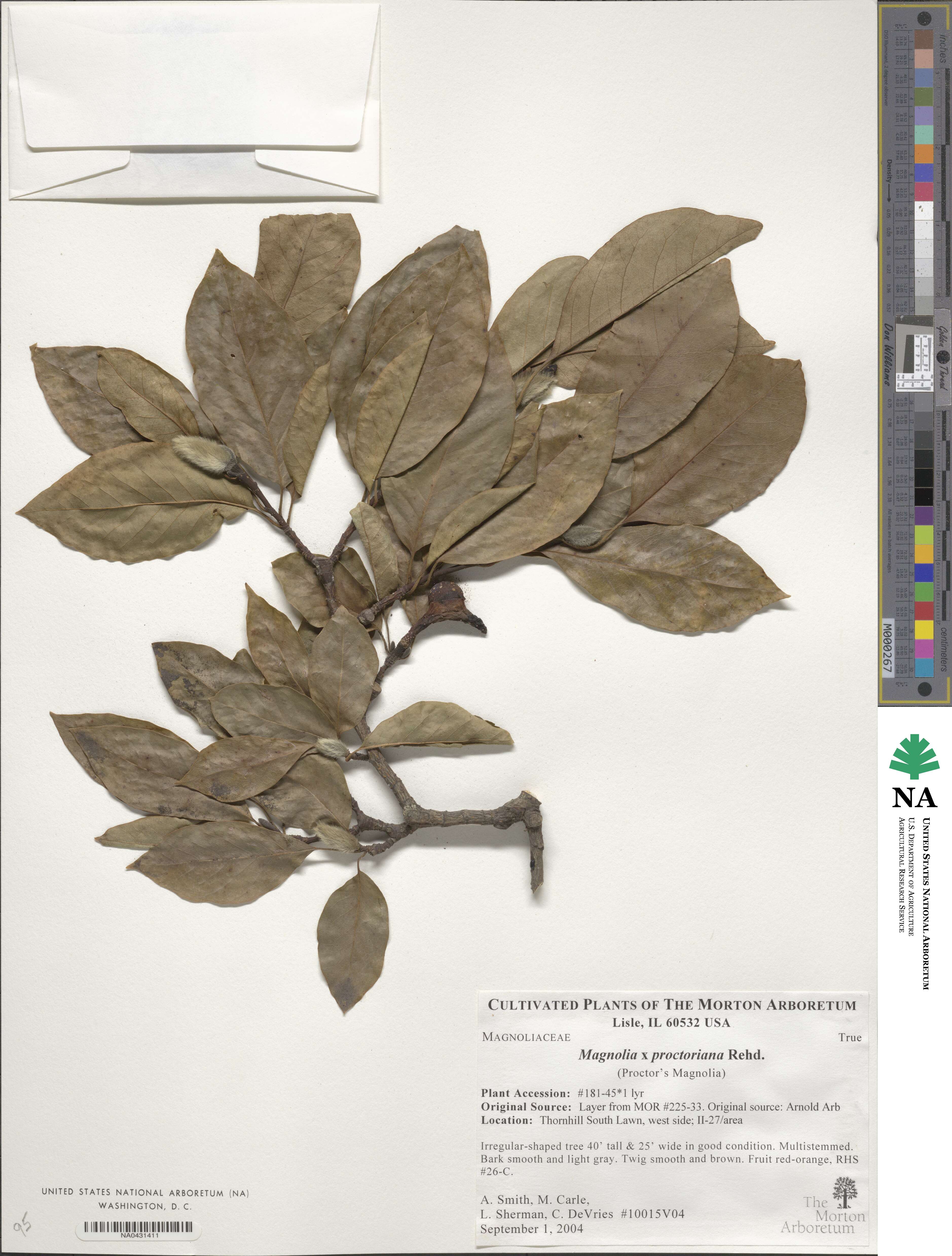 Magnolia proctoriana image