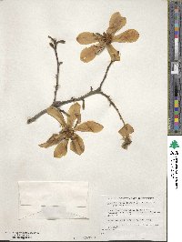 Magnolia proctoriana image