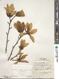 Magnolia proctoriana image