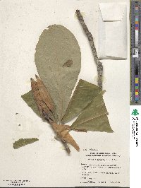 Magnolia obovata image