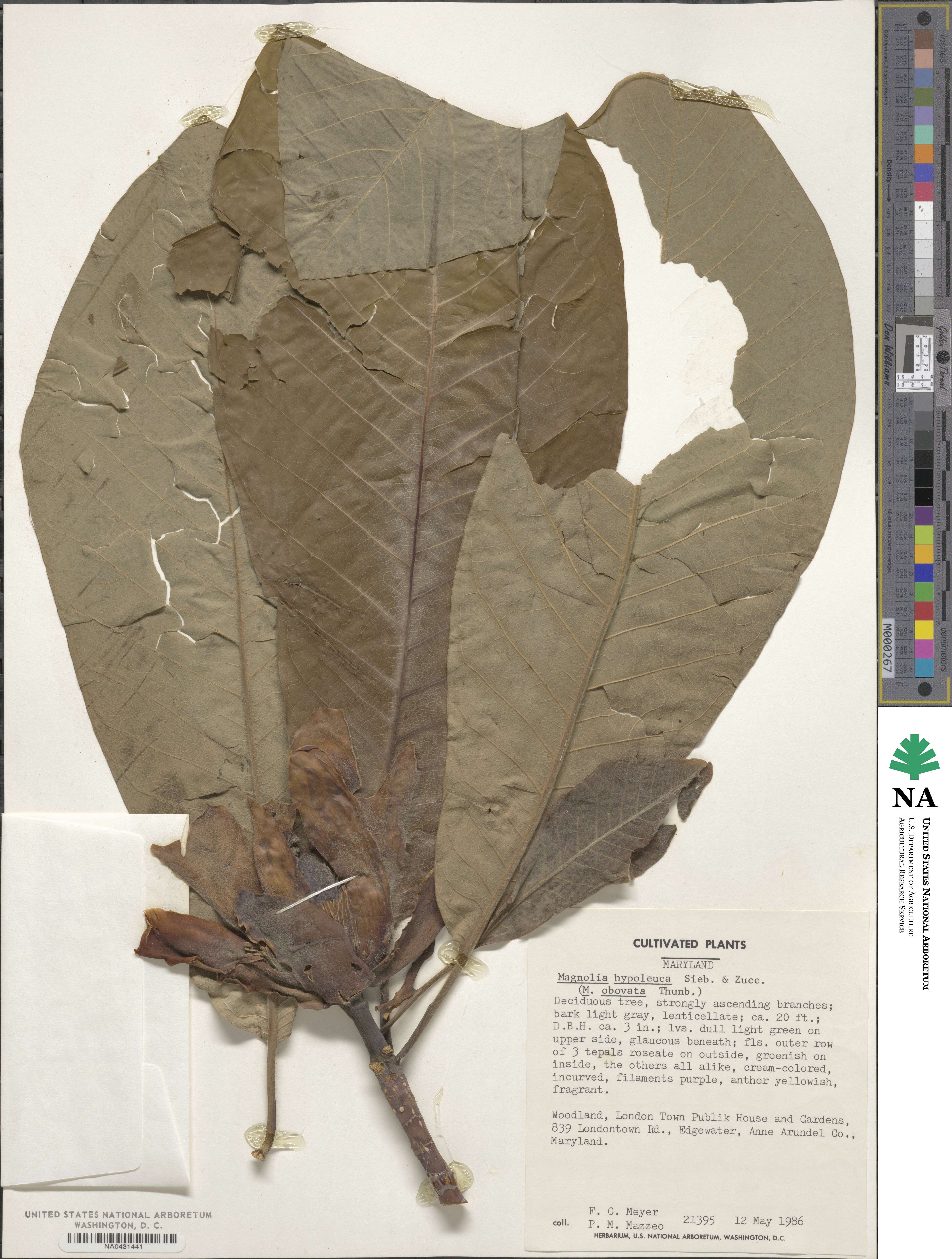 Magnolia obovata image