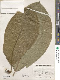 Magnolia obovata image