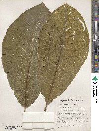 Magnolia obovata image