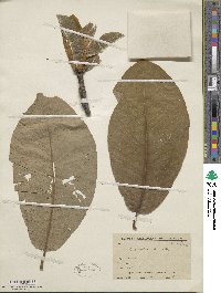 Magnolia obovata image