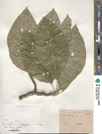 Magnolia obovata image