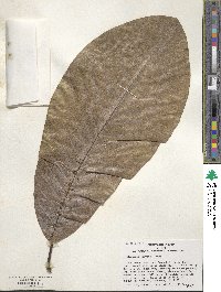 Magnolia obovata image