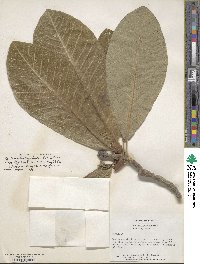 Magnolia obovata image