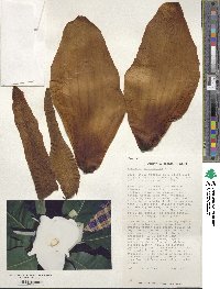 Magnolia macrophylla image