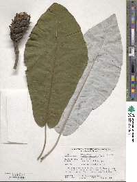 Magnolia macrophylla image