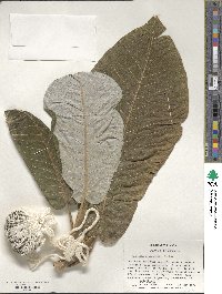 Magnolia macrophylla image