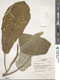 Magnolia macrophylla image