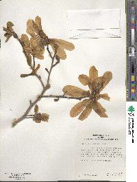 Magnolia × loebneri image