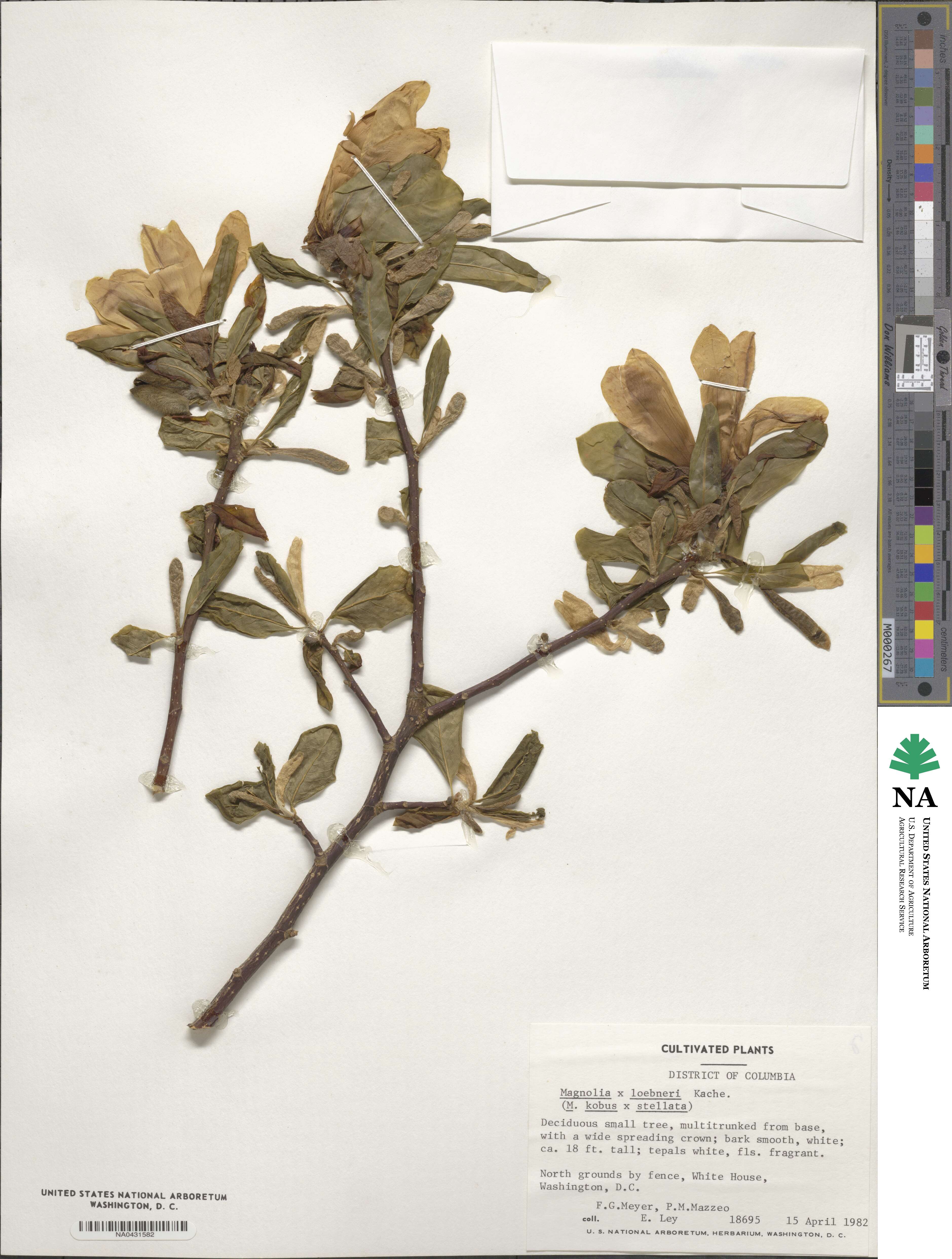 Magnolia × loebneri image