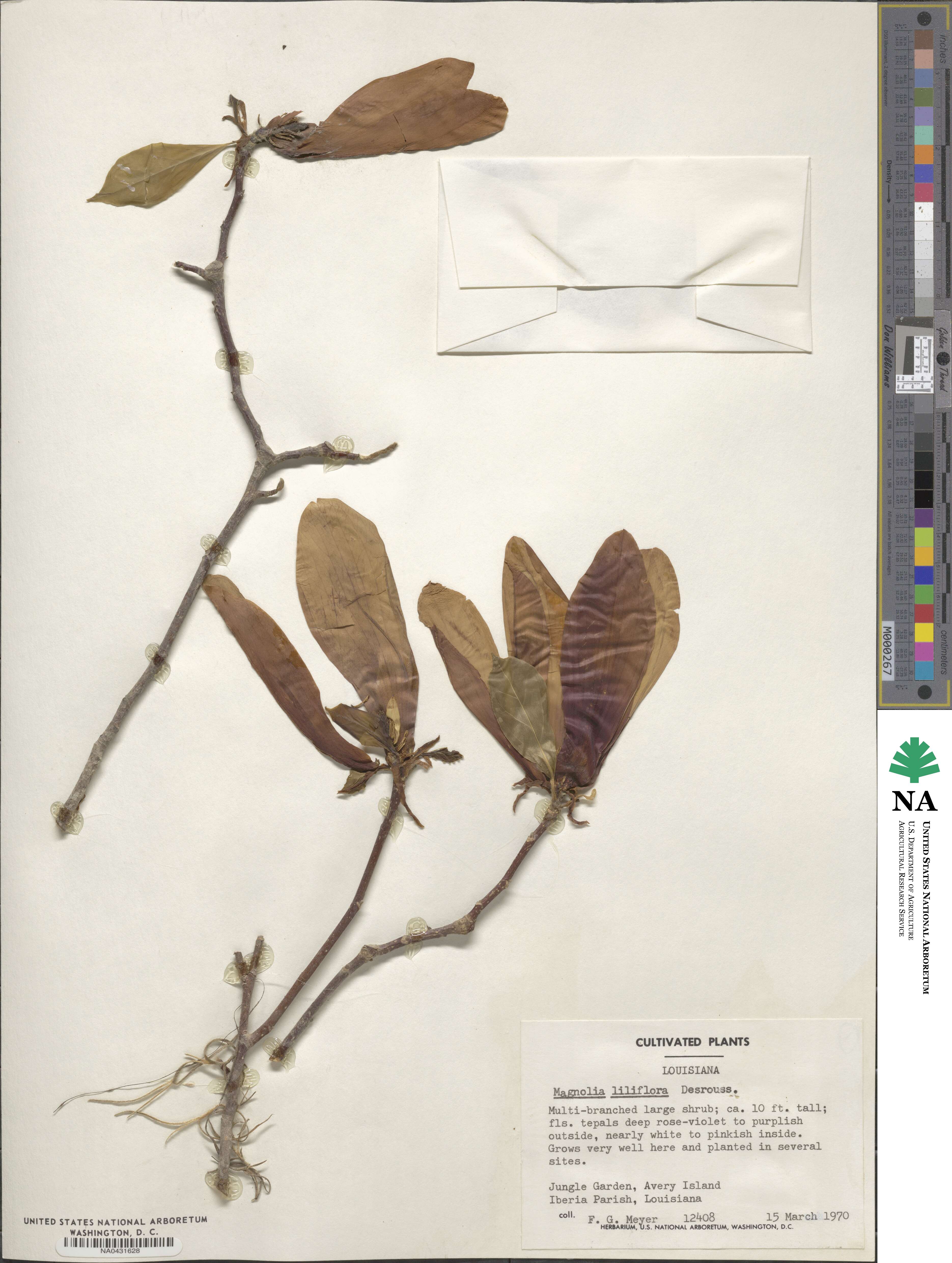 Magnolia liliflora image