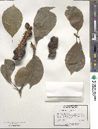 Magnolia denudata image