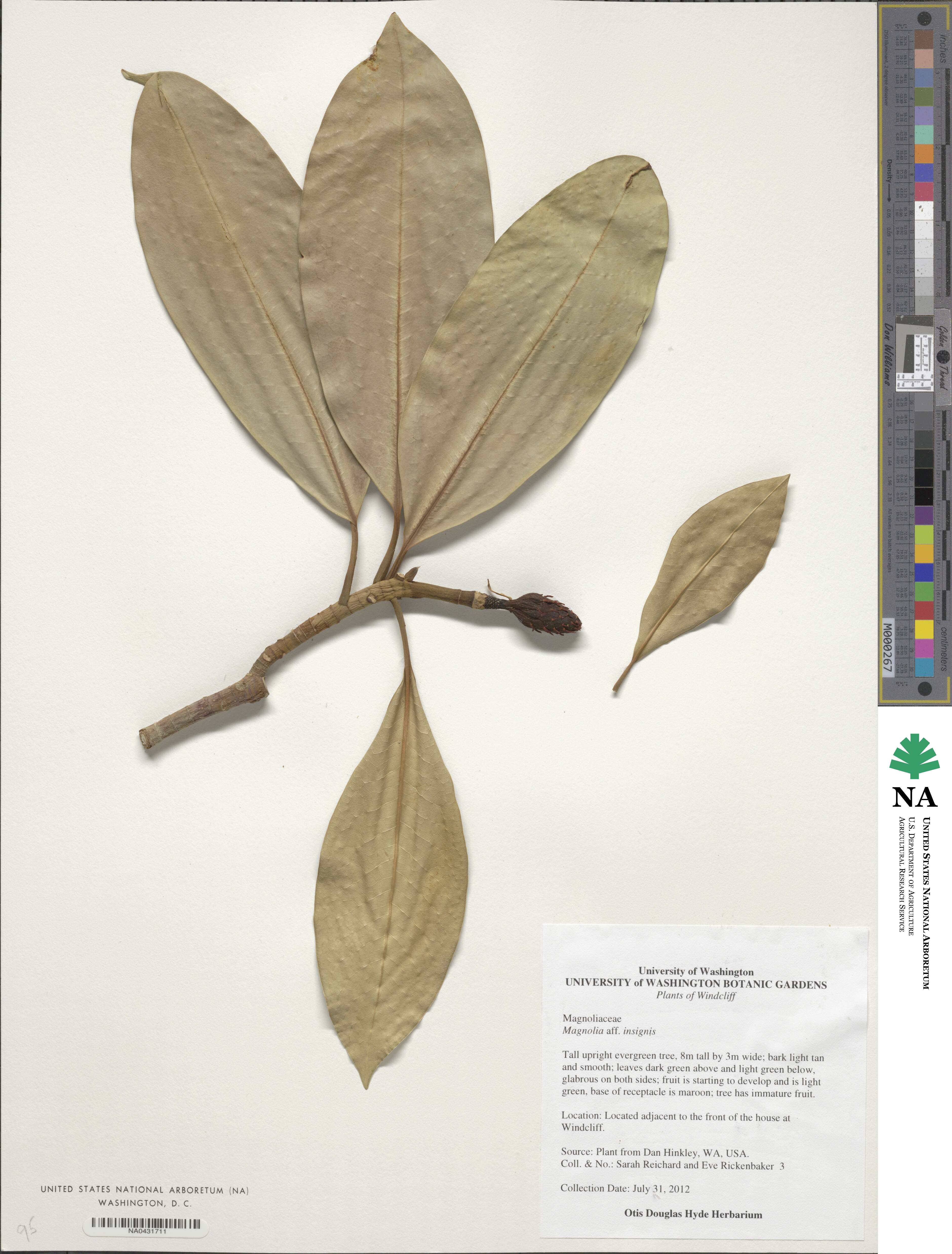 Magnolia insignis image