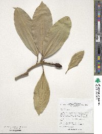 Magnolia insignis image