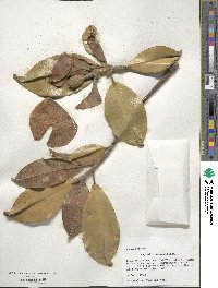 Magnolia grandiflora image