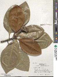 Magnolia grandiflora image