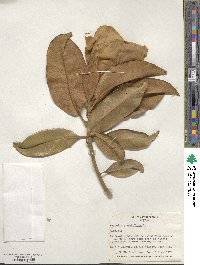 Magnolia grandiflora image