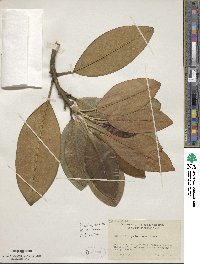 Magnolia grandiflora image