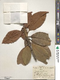 Magnolia grandiflora image