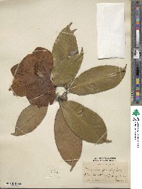 Magnolia grandiflora image