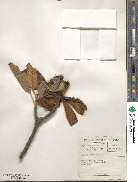 Magnolia grandiflora image