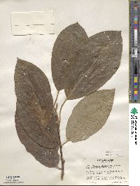 Magnolia globosa image