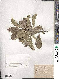 Magnolia denudata image