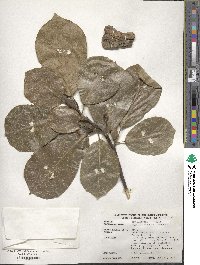 Magnolia denudata image