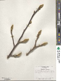 Magnolia denudata image