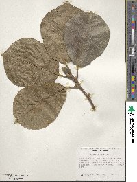 Magnolia denudata image