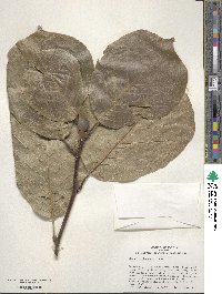 Magnolia denudata image