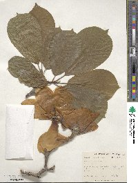 Magnolia denudata image