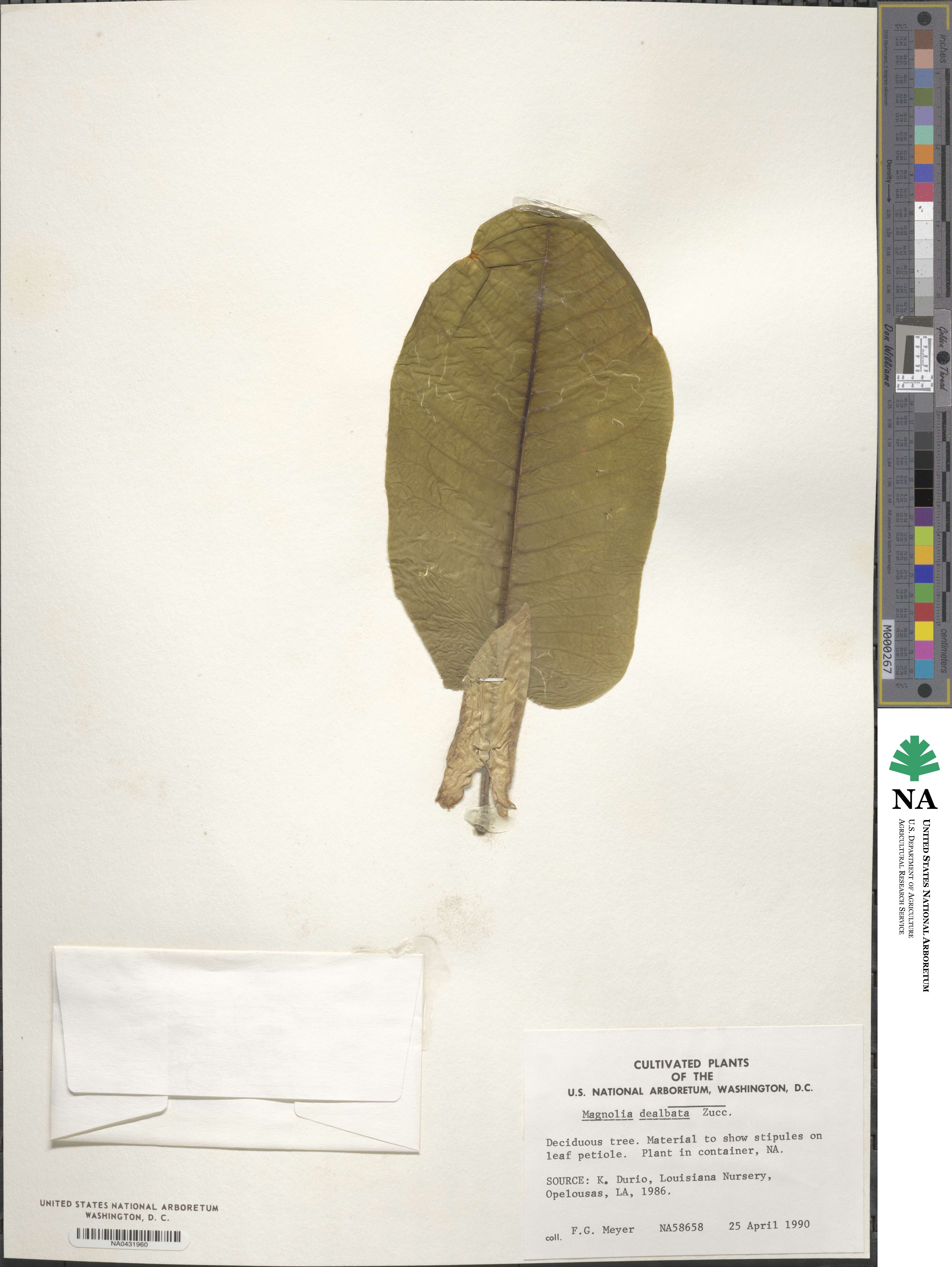 Magnolia dealbata image