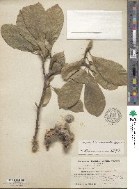 Magnolia denudata image